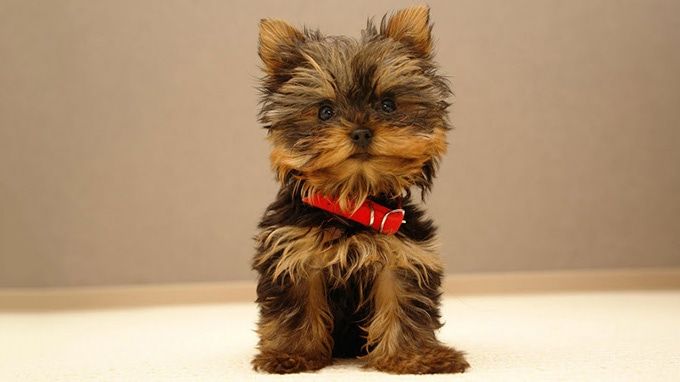 Do You Own The Cutest Dog In The World? LifeDaily