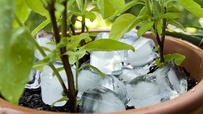 20 Tips To Make Indoor Gardening Successful LifeDaily