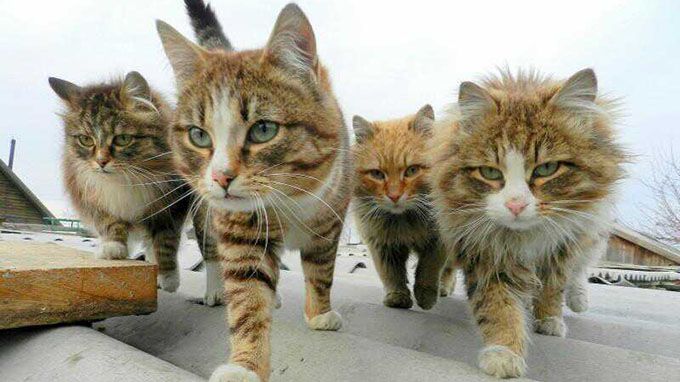 A group of cats is called a clowder