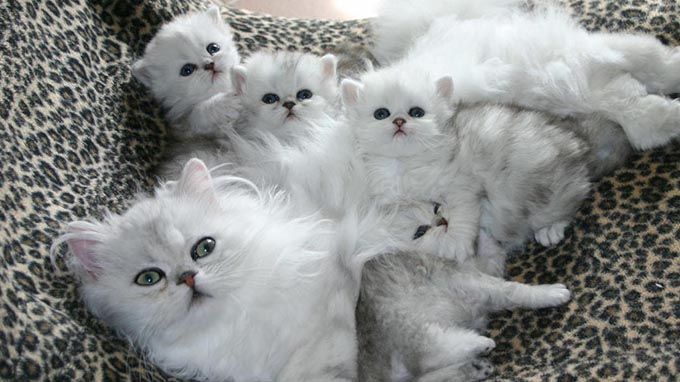 Most cats give birth to a litter of between one and nine kittens