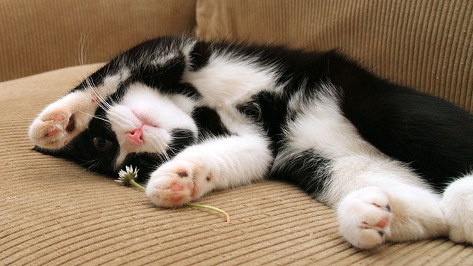 22 Of The Most Interesting Random Facts About Cats LifeDaily