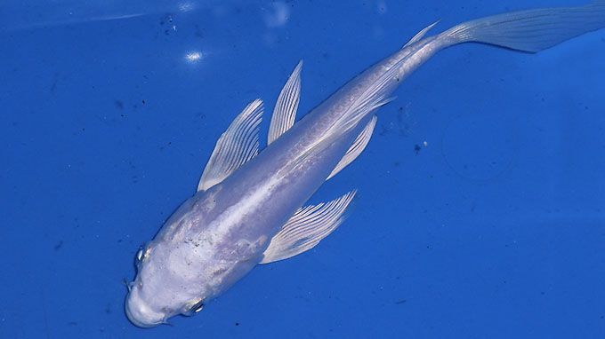 Ogon Hikarimono Koi Fish
