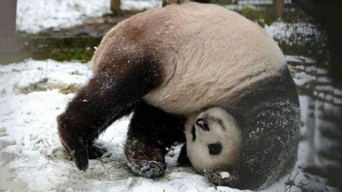 panda giant How anus big is
