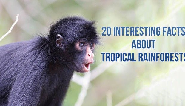 20 Interesting Facts About Tropical Rainforests LifeDaily