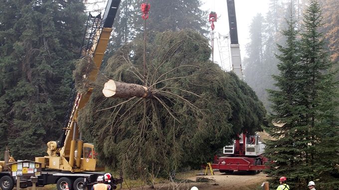 biggest exporter of christmas trees