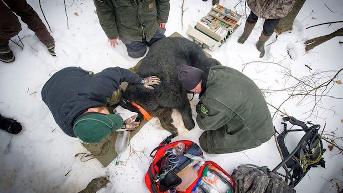 Photo by Facebook/Michigan Department of Natural Resources