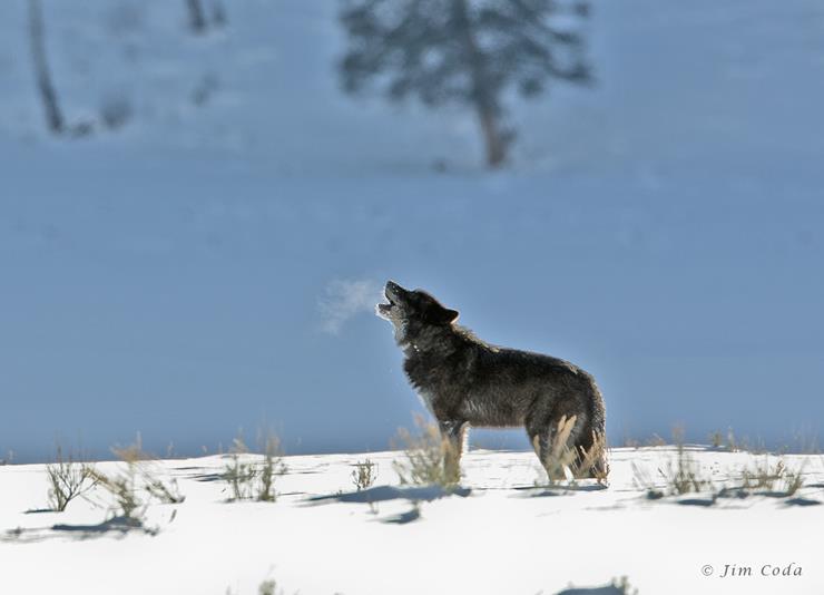 Conservationists Make Incredible Discovery After Returning These Wolves ...