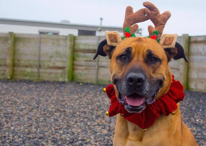 Credit: Green Acres Animal Rescue/Gavin Wright