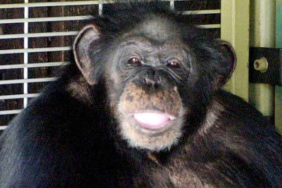 charla chimpanzee attack