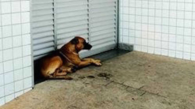 Anjing ini sedih saat sahabatnya sakit.
