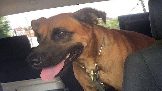 Anjing Ini sangat setia dengan pemiliknya.