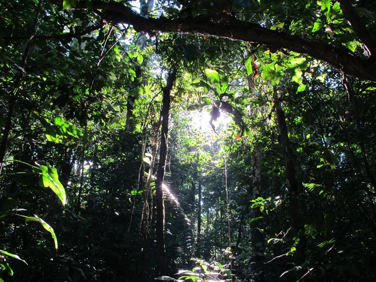 Man Stranded In The Amazon Jungle Had Lost All Hope, But Then He Saw Something Strange In The