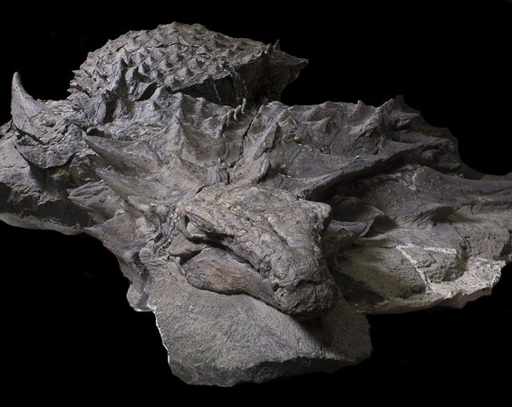 fossil ankylosaurus