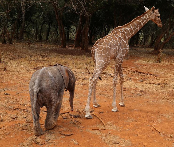 Zookeepers Witness Friendship Blossom Between 2 Unique Abandoned Animals LifeDaily