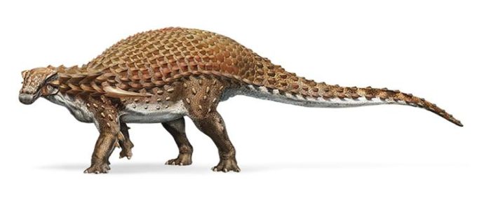 preserved ankylosaurus