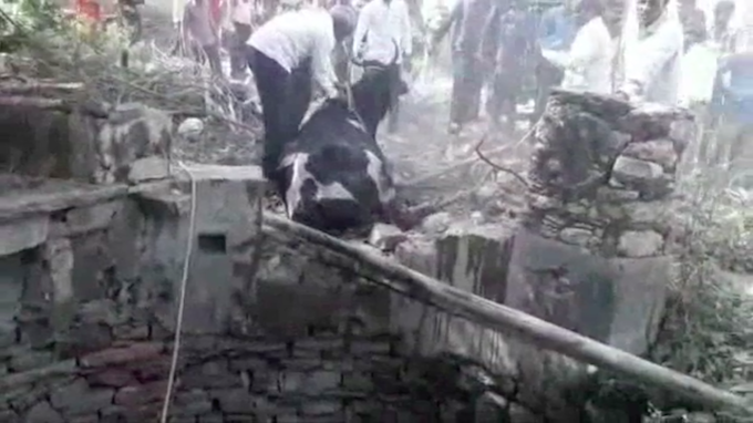Evakuasi sapi dari dalam sumur