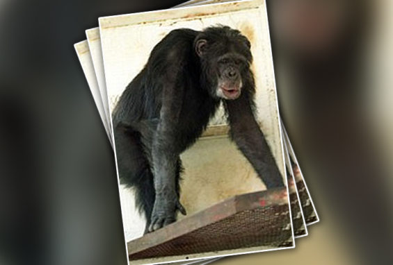 chimpanzee attack pendleton oregon