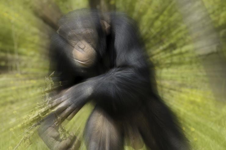 dream of chimpanzee attack