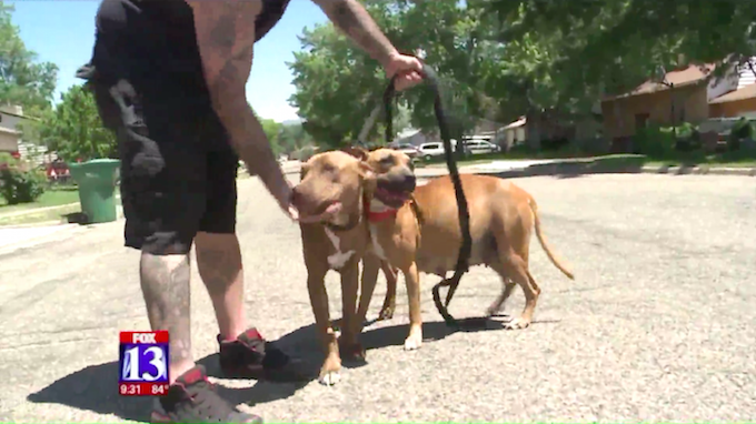 Pit bull ini menjadi sumber petaka yang menimpa anak Long