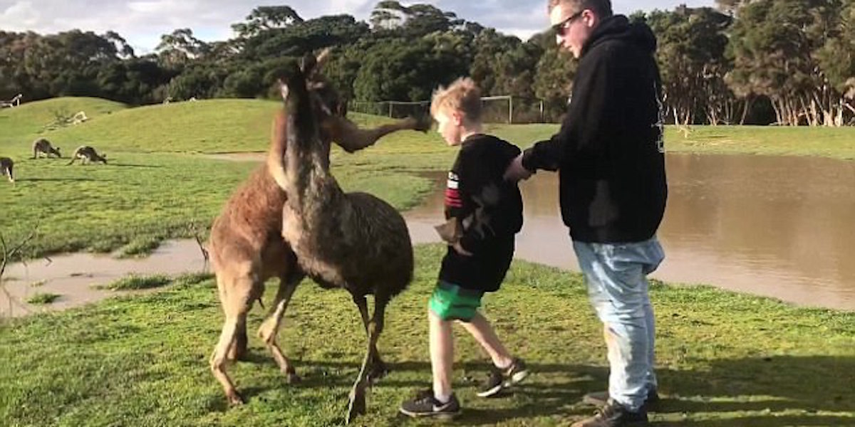 Crazy Video Shows Kangaroo Punching Little Boy In The Face LifeDaily