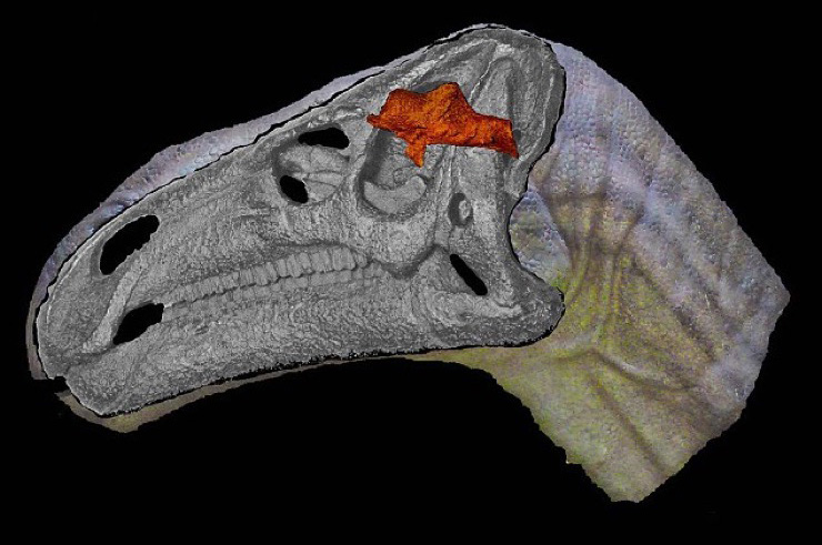 dinosaur brain fossil