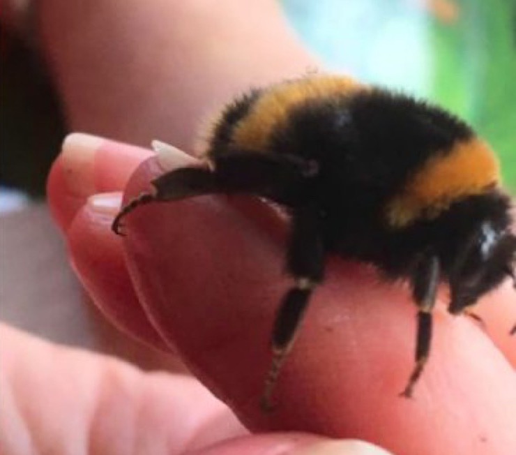 Wingless Bee Has Unusual Reaction When A Human Saved Her Life | LifeDaily
