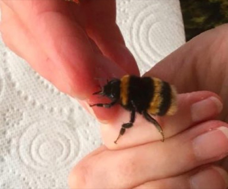 Wingless Bee Has Unusual Reaction When A Human Saved Her Life | LifeDaily