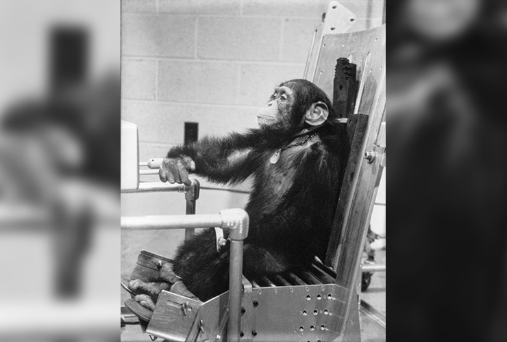 chimpanzee sent to space