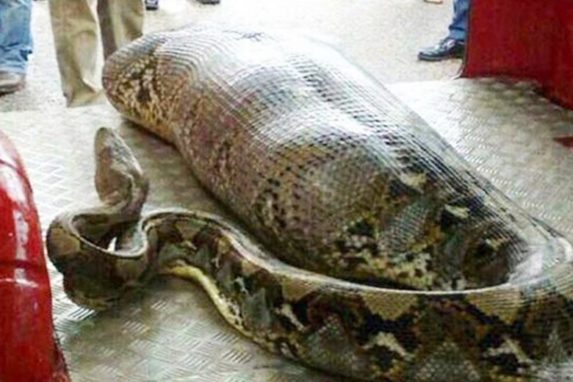 Indonesian Grandma Swallowed By Foot Python Lifedaily