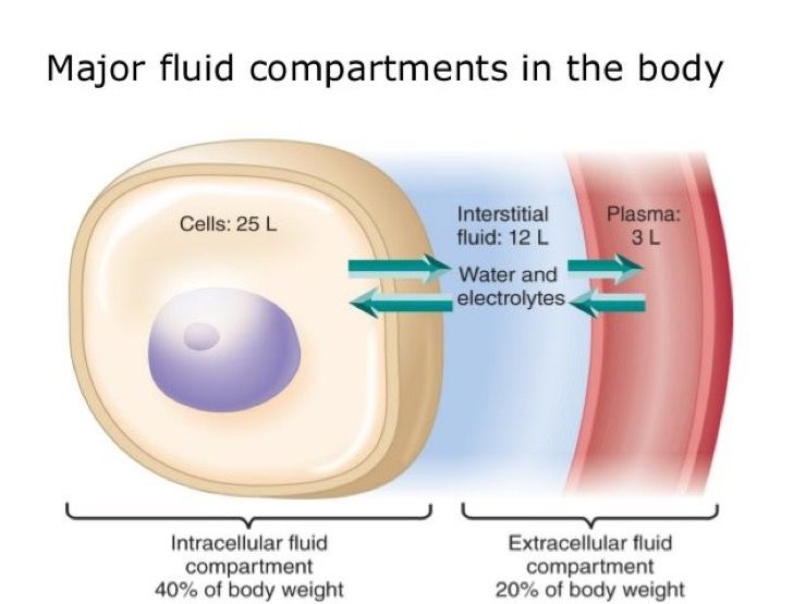 major body fluid compartments major body fluid compartments