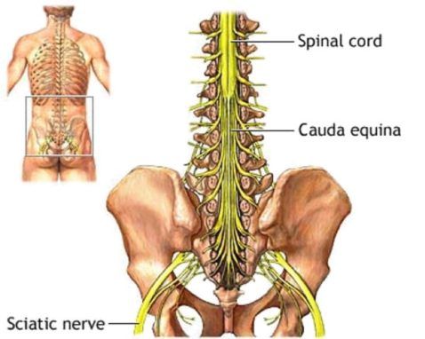 Why You Need To Pay Attention To Sciatic Nerve Health | LifeDaily