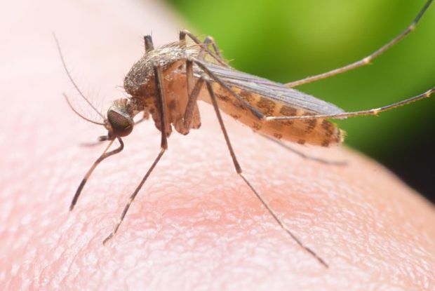 20-life-saving-facts-about-west-nile-virus-lifedaily