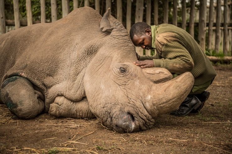 northern white rhinoceros extinct