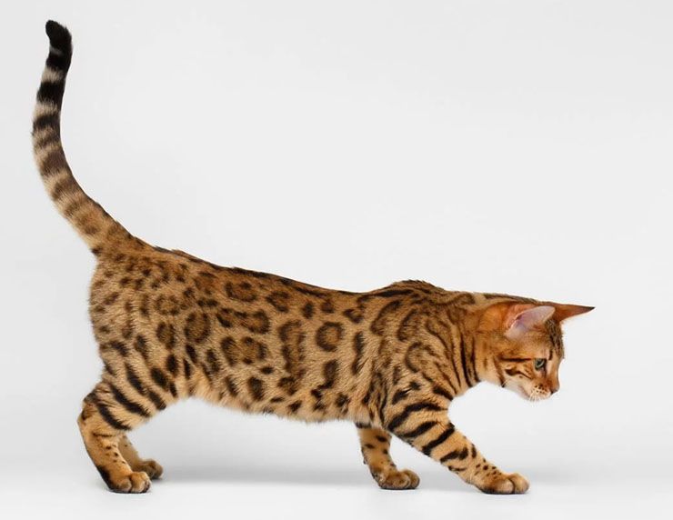 22 Most Expensive Cat Breeds In The World LifeDaily
