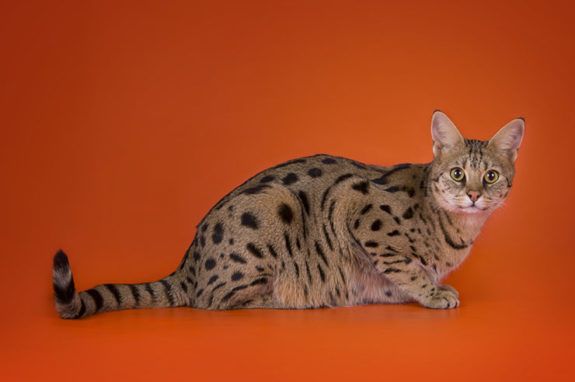 22 Most Expensive Cat Breeds In The World LifeDaily