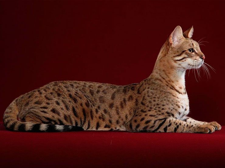 22 Most Expensive Cat Breeds In The World LifeDaily