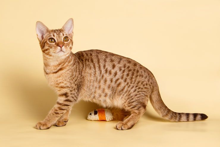 22 Most Expensive Cat Breeds In The World | LifeDaily