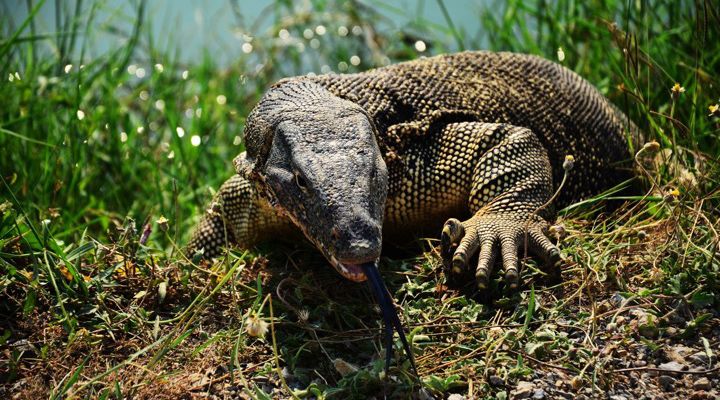 australia-s-10-most-venomous-snakes