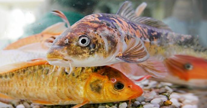 Understanding Koi Fish Color Meaning | LifeDaily