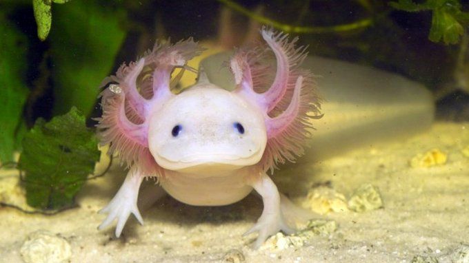 12 Strange Animals You Have Never Heard Of | LifeDaily