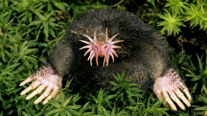 12 Strange Animals You Have Never Heard Of | LifeDaily