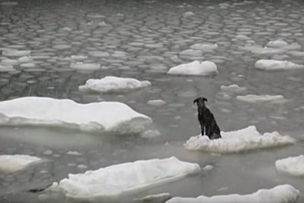Anjing ini mengambang di sebuah potongan es. 