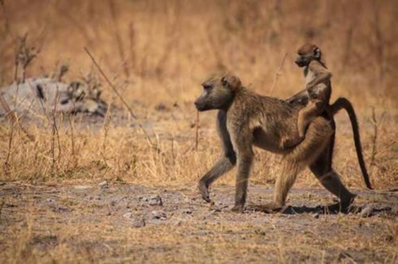 Amateur Photographer Captures Heartbreaking Moment When Lioness ...