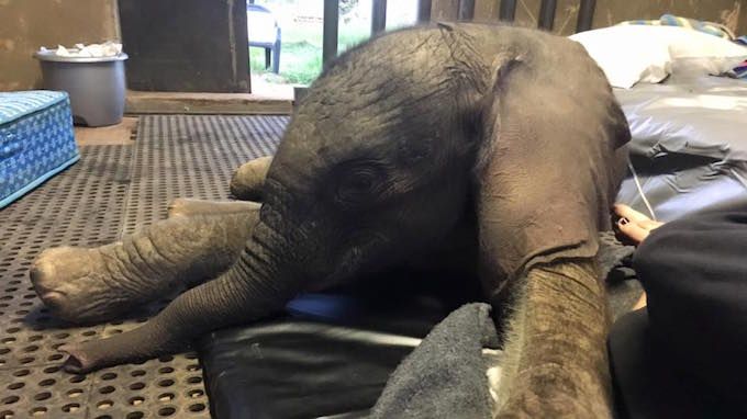 Jabu terbaring lemah. The Rhino Orphanage/lifedaily.com