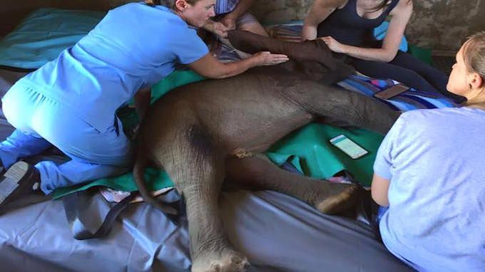 Jabu mendapatkan perawatan medis. The Rhino Orphanage
