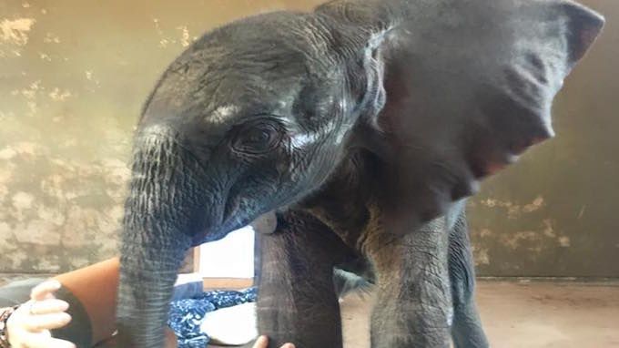 Kondisi terkini Jabu. The Rhino Orphanage