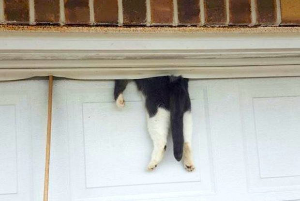Kucing terjepit pintu garasi. Facebook/Ascension Parish Sheriff’s Office
