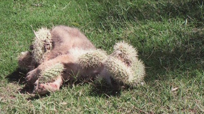 Tubuh anak coyote yang tertusuk duri kaktus