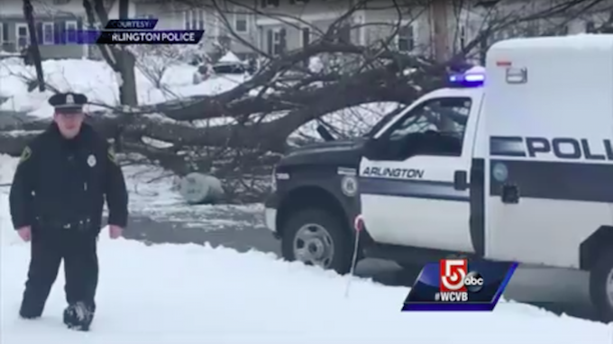 Kondisi terkini dari lokasi jatuhnya pohon. 