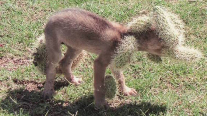 Tubuh anak coyote yang tertusuk duri kaktus